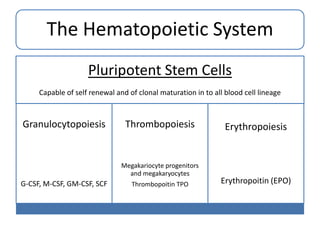 The Hematopoietic System
Pluripotent Stem Cells
Capable of self renewal and of clonal maturation in to all blood cell lineage

Granulocytopoiesis

Thrombopoiesis

Megakariocyte progenitors
and megakaryocytes

G-CSF, M-CSF, GM-CSF, SCF

Thrombopoitin TPO

Erythropoiesis

Erythropoitin (EPO)

 