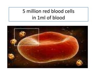 5 million red blood cells
in 1ml of blood

 