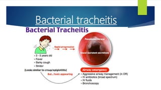 Bacterial tracheitis
 
