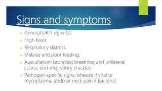 Signs and symptoms
 General URTI signs 1st.
 High fever.
 Respiratory distress.
 Malaise and poor feeding.
 Auscultation: bronchial breathing and unilateral
coarse end-inspiratory crackles.
 Pathogen-specific signs: wheeze if viral or
mycoplasma, abdo or neck pain if bacterial.
 