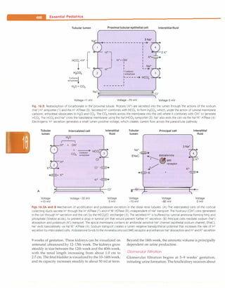 Paediatrics (8th Edition) [O.P. Ghai] .pdf