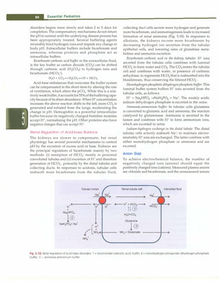 ___E_s_s_e_n_ t_ia_l_P_e_d_i_a _tr-ic_s_________________________________
disorders begins more slowly and takes 2 to 5 days for
completion. The compensatory mechanisms do not return
the pH to normal until the underlying disease process has
been appropriately treated. Several buffering agents
reversibly bind hydrogen ions and impede any change in
body pH. Extracellular buffers include bicarbonate and
ammonia, whereas proteins and phosphate act as
intracellular buffers.
Bicarbonate-carbonic acid buffer in the extracellular fluid,
is the key buffer as carbon dioxide (CO2) can be shifted
through carbonic acid (H2C03) to hydrogen ions and
bicarbonate (HC03-):
HP + CO2 H H2C03 H H+
+ HC03.
Acid-base imbalances that overcome the buffer system
can be compensated in the short-term by altering the rate
of ventilation, which alters the pC02• While this is a rela­
tivelyweakbuffer,itaccountsfor55%ofthebufferingcapa­
citybecauseofitssheer abundance. WhenH+
concentration
increases the above reaction shifts to the left, more CO2 is
generated and exhaled from the lungs, moderating the
change in pH. Hemoglobin is a powerful intracellular
buffer because its negatively charged histidine moieties
accept H+
, normalizing the pH. Other proteins also have
negative charges that can accept H+
.
Renal Regulation of Acid-base Balance
The kidneys are slower to compensate, but renal
physiology has several powerful mechanisms to control
pH by the excretion of excess acid or base. Kidneys are
the principal regulators of bicarbonate mainly by two
methods: (i) resorption of HC03- mostly in proximal
convoluted tubules and (ii) excretion of H+
and therefore
generation of HC03, primarily by the distal tubules and
collecting ducts. In responses to acidosis, tubular cells
reabsorb more bicarbonate from the tubular fluid,
Tubular lumen
collecting duct cells secrete more hydrogen and generate
more bicarbonate, and ammoniagenesis leads to increased
formation of renal ammonia (Fig. 5.10). In responses to
alkalosis, the kidneys excrete more bicarbonate by
decreasing hydrogen ion secretion from the tubular
epithelial cells, and lowering rates of glutarnine meta­
bolism and ammonia excretion.
Bicarbonate-carbonic acid in the kidney tubules: H+
ions
secreted from the tubular cells combines with luminal
HC03
- to form water and CO2. The CO2 enters the tubular
cell and combines with water, in presence of carbonic
anhydrase, to regenerate HC03that is reabsorbed into the
bloodstream, thus conserving the filtered HC03.
Monohydrogen phosphate-dihydrogenphosphate buffer: This
luminal buffer system buffers H+
ions secreted from the
tubular cells, as follows:
H+
+ Na2HP04 �NaH2P04 + Na+
. The weakly acidic
sodium dehydrogen phosphate is excreted in the urine.
Ammonia-ammonium buffer: In tubular cells glutarnine
is converted to glutamic acid and ammonia, the reaction
catalyzed by glutaminase. Ammonia is secreted in the
lumen and combines with H+
to form ammonium ions,
which are excreted in urine.
Sodium-hydrogen exchange in the distal tubule: The distal
tubular cells actively reabsorb Na+
; to maintain electro­
neutrality H+
ions are exchanged. The latter combine with
either monohydrogen phosphate or ammonia and are
excreted.
Anion Gap
To achieve electrochemical balance, the number of
negatively charged ions (anions) should equal the
positively charged ions (cations). Measured plasma anions
are chloride and bicarbonate, and the unmeasured anions
Renal tubule cell Interstitial fluid
H
+ � H
+
+ HC03--+
+
Na2HP04
1{�)
NaHp04+ Na
+
1t-n}
H20+C02
Glutamine
l (i:,
...,...
NH3 + Glutamate
Fig. 5.10: Renal regulation of acid-base disorders. 1 = bicarbonate-carbonic acid buffer; 2 = monohydrogen phosphate-dihydrogen phosphate
buffer; 3 = ammonia-ammonium buffer
 