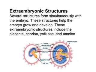 Extraembrionic Structures Labeled pre natal development | PPT