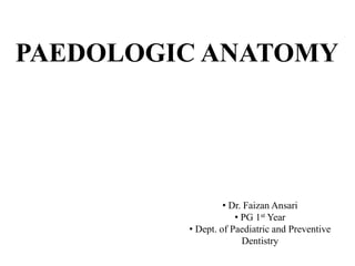 PAEDOLOGIC ANATOMY
• Dr. Faizan Ansari
• PG 1st Year
• Dept. of Paediatric and Preventive
Dentistry
 