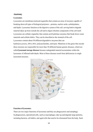 18
Anatomy
Lysosomes
Lysosomes are membrane-enclosed organelles that contain an array of enzymes capable of
breaking down all types of biological polymers—proteins, nucleic acids, carbohydrates,
and lipids. Lysosomes function as the digestive system of the cell, serving both to degrade
material taken up from outside the cell and to digest obsolete components of the cell itself.
Lysosomes are cellular organelles that contain acid hydrolase enzymes that break down waste
materials and cellular debris. They can be described as the stomach of the cell.
Lysosomes contain about 50 different degradative enzymes that can
hydrolyze proteins, DNA, RNA, polysaccharides, and lipids. Mutations in the genes that encode
these enzymes are responsible for more than 30 different human genetic diseases, which are
called lysosomal storage diseases because undegraded material accumulates within the
lysosomes of affected individuals. Most of these diseases result from deficiencies in single
lysosomal enzymes.
Function of lysosomes
There are two major functions of lysosomes and they are phagocytosis and autophagy
In phagocytosis, specialized cells, such as macrophages, take up and degrade large particles,
including bacteria, cell debris, and aged cells that need to be eliminated from the body. Such
 