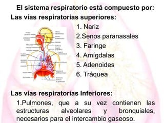 El sistema respiratorio está compuesto por:
Las vías respiratorias superiores:
1. Nariz
2.Senos paranasales
3. Faringe
4. Amígdalas
5. Adenoides
6. Tráquea
Las vías respiratorias Inferiores:
1.Pulmones, que a su vez contienen las
estructuras
alveolares
y
bronquiales,
necesarios para el intercambio gaseoso.

 