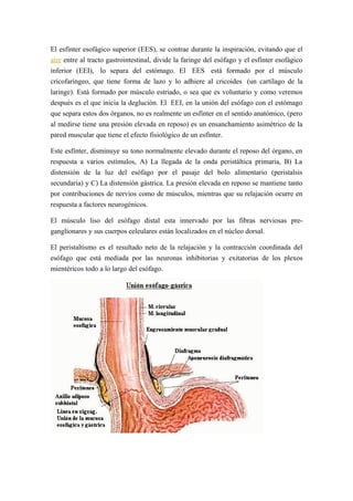El esfínter esofágico superior (EES), se contrae durante la inspiración, evitando que el
aire entre al tracto gastrointestinal, divide la faringe del esófago y el esfínter esofágico
inferior (EEI), lo separa del estómago. El EES está formado por el músculo
cricofaringeo, que tiene forma de lazo y lo adhiere al cricoides (un cartílago de la
laringe). Está formado por músculo estriado, o sea que es voluntario y como veremos
después es el que inicia la deglución. El EEI, en la unión del esófago con el estómago
que separa estos dos órganos, no es realmente un esfínter en el sentido anatómico, (pero
al medirse tiene una presión elevada en reposo) es un ensanchamiento asimétrico de la
pared muscular que tiene el efecto fisiológico de un esfínter.
Este esfínter, disminuye su tono normalmente elevado durante el reposo del órgano, en
respuesta a varios estímulos, A) La llegada de la onda peristáltica primaria, B) La
distensión de la luz del esófago por el pasaje del bolo alimentario (peristalsis
secundaria) y C) La distensión gástrica. La presión elevada en reposo se mantiene tanto
por contribuciones de nervios como de músculos, mientras que su relajación ocurre en
respuesta a factores neurogénicos.
El músculo liso del esófago distal esta innervado por las fibras nerviosas pre-
ganglionares y sus cuerpos celeulares están localizados en el núcleo dorsal.
El peristaltismo es el resultado neto de la relajación y la contracción coordinada del
esófago que está mediada por las neuronas inhibitorias y exitatorias de los plexos
mientéricos todo a lo largo del esófago.
 