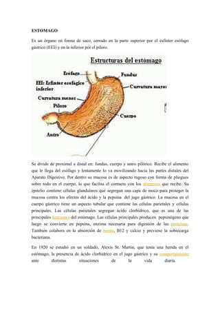 ESTOMAGO
Es un órgano en forma de saco, cerrado en la parte superior por el esfínter esófago
gástrico (EEI) y en la inferior por el píloro.
Se divide de proximal a distal en: fundus, cuerpo y antro pilórico. Recibe el alimento
que le llega del esófago y lentamente lo va movilizando hacia las partes distales del
Aparato Digestivo. Por dentro su mucosa es de aspecto rugoso con forma de pliegues
sobre todo en el cuerpo, lo que facilita el contacto con los alimentos que recibe. Su
epitelio contiene células glandulares que segregan una capa de moco para proteger la
mucosa contra los efectos del ácido y la pepsina del jugo gástrico. La mucosa en el
cuerpo gástrico tiene un aspecto tubular que contiene las células parietales y células
principales. Las células parietales segregan ácido clorhídrico, que es una de las
principales funciones del estómago. Las células principales producen pepsinógeno que
luego se convierte en pepsina, enzima necesaria para digestión de las proteínas.
También colabora en la absorción de hierro, B12 y calcio y previene la sobrecarga
bacteriana.
En 1920 se estudió en un soldado, Alexis St. Martin, que tenía una herida en el
estómago, la presencia de ácido clorhídrico en el jugo gástrico y su comportamiento
ante distintas situaciones de la vida diaria.
 