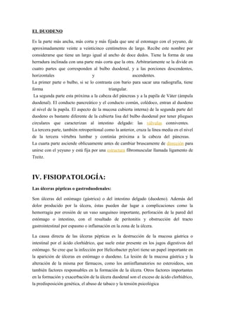 EL DUODENO
Es la parte más ancha, más corta y más fijada que une al estomago con el yeyuno, de
aproximadamente veinte a veinticinco centímetros de largo. Recibe este nombre por
considerarse que tiene un largo igual al ancho de doce dedos. Tiene la forma de una
herradura inclinada con una parte más corta que la otra. Arbitrariamente se la divide en
cuatro partes que corresponden al bulbo duodenal, y a las porciones descendentes,
horizontales y ascendentes.
La primer parte o bulbo, si se lo contrasta con bario para sacar una radiografía, tiene
forma triangular.
La segunda parte esta próxima a la cabeza del páncreas y a la papila de Váter (ámpula
duodenal). El conducto pancreático y el conducto común, colédoco, entran al duodeno
al nivel de la papila. El aspecto de la mucosa cubierta interna) de la segunda parte del
duodeno es bastante diferente de la cubierta lisa del bulbo duodenal por tener pliegues
circulares que caracterizan al intestino delgado: las válvulas conniventes.
La tercera parte, también retroperitonal como la anterior, cruza la línea media en el nivel
de la tercera vértebra lumbar y continúa próxima a la cabeza del páncreas.
La cuarta parte asciende oblicuamente antes de cambiar bruscamente de dirección para
unirse con el yeyuno y está fija por una estructura fibromuscular llamada ligamento de
Treitz.
IV. FISIOPATOLOGÍA:
Las úlceras pépticas o gastroduodenales:
Son úlceras del estómago (gástrica) o del intestino delgado (duodeno). Además del
dolor producido por la úlcera, éstas pueden dar lugar a complicaciones como la
hemorragia por erosión de un vaso sanguíneo importante, perforación de la pared del
estómago o intestino, con el resultado de peritonitis y obstrucción del tracto
gastrointestinal por espasmo o inflamación en la zona de la úlcera.
La causa directa de las úlceras pépticas es la destrucción de la mucosa gástrica o
intestinal por el ácido clorhídrico, que suele estar presente en los jugos digestivos del
estómago. Se cree que la infección por Helicobacter pylori tiene un papel importante en
la aparición de úlceras en estómago o duodeno. La lesión de la mucosa gástrica y la
alteración de la misma por fármacos, como los antiinflamatorios no esteroideos, son
también factores responsables en la formación de la úlcera. Otros factores importantes
en la formación y exacerbación de la úlcera duodenal son el exceso de ácido clorhídrico,
la predisposición genética, el abuso de tabaco y la tensión psicológica
 