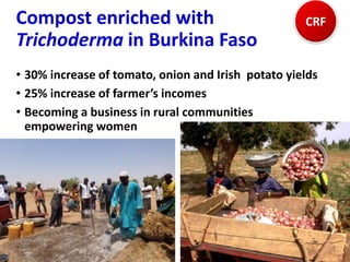 Compost enriched with
Trichoderma in Burkina Faso
• 30% increase of tomato, onion and Irish potato yields
• 25% increase of farmer’s incomes
• Becoming a business in rural communities
empowering women
CRF
 