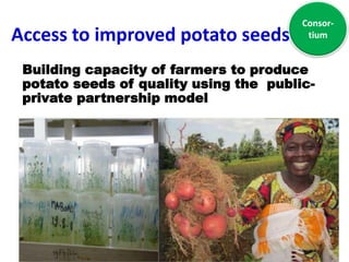 Building capacity of farmers to produce
potato seeds of quality using the public-
private partnership model
Consor-
tiumAccess to improved potato seeds
 