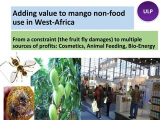 From a constraint (the fruit fly damages) to multiple
sources of profits: Cosmetics, Animal Feeding, Bio-Energy
ULPAdding value to mango non-food
use in West-Africa
 