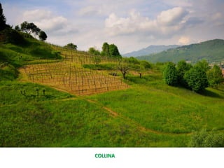 COLLINA
 