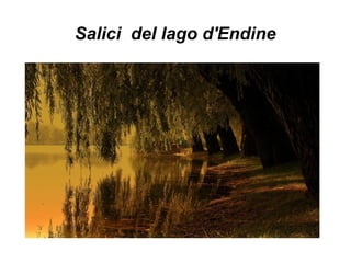 Salici del lago d'Endine
 