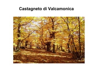 Castagneto di Valcamonica
 
