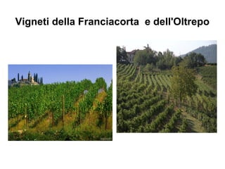 Vigneti della Franciacorta e dell'Oltrepo
 