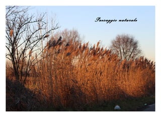 Paesaggio naturale
Paesaggio naturale
 