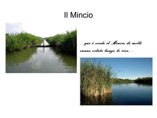 Il Mincio
...qui è verde il Mincio di molli
canne orlato lungo le rive...
 