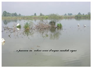 ...e pasceva in erbosi corsi d'acqua candidi cigni
 
