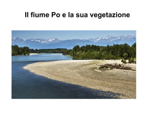 Il fiume Po e la sua vegetazione
 