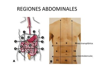 REGIONES ABDOMINALES
linea transpilórica
linea transtubercular,
 