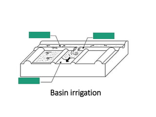 Basin irrigation
 