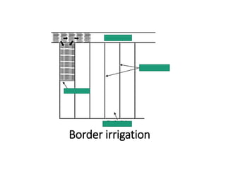 Border irrigation
 