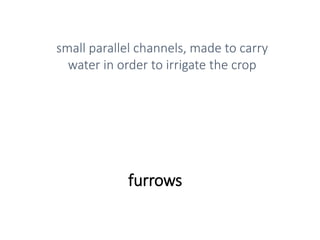 furrows
small parallel channels, made to carry
water in order to irrigate the crop
 