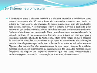 3.- Sistema neuromuscular
 A interacção entre o sistema nervoso e o sistema muscular é conhecido como
sistema neuromuscular. O mecanismo de contracção muscular tem início no
sistema nervoso, através da liberação de neurotransmissores que são produzidos
pelo sistema nervoso. A comunicação entre o sistema nervoso é realizada pelos
neurónios, por onde são conduzidos os impulsos nervosos e os neurotransmissores.
Cada neurónio inerva um número de fibras musculares e essa união é chamada de
unidade motora. O neurotransmissor liberado pelo sistema nervoso que gera a
sinalização celular é chamado de Acetilcolina, e tem como função iniciar o processo
da contracção muscular. As primeiras adaptações ao treinamento são adaptações
neurais, são adaptações que melhoram a forma de recrutar as unidades motoras.
Algumas das adaptações são: recrutamento de um maior número de unidades
motoras, melhora no sincronismo de recrutamento das unidades motoras, maior
frequência no disparo dos impulsos nervosos, que tem como consequência a
melhoria do gesto motor e da coordenação motora inter e intramuscular.
 