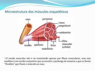 Microestrutura dos músculos esqueléticos
• O tecido muscular não é só constituído apenas por fibras musculares, mas este
também é um tecido conjuntivo que as envolve e prolonga de maneira a que se forme
“Tendões” que fixam o músculo ao osso.
 