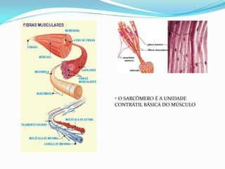 • O SARCÔMERO É A UNIDADE
CONTRÁTIL BÁSICA DO MÚSCULO
 