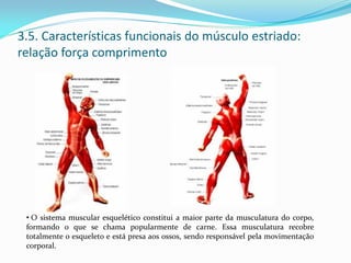3.5. Características funcionais do músculo estriado:
relação força comprimento
• O sistema muscular esquelético constitui a maior parte da musculatura do corpo,
formando o que se chama popularmente de carne. Essa musculatura recobre
totalmente o esqueleto e está presa aos ossos, sendo responsável pela movimentação
corporal.
 