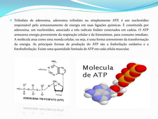  Trifosfato de adenosina, adenosina trifosfato ou simplesmente ATP, é um nucleotídeo
responsável pelo armazenamento de energia em suas ligações químicas. É constituída por
adenosina, um nucleotídeo, associado a três radicais fosfato conectados em cadeia. O ATP
armazena energia proveniente da respiração celular e da fotossíntese, para consumo imediato.
A molécula atua como uma moeda celular, ou seja, é uma forma conveniente da transformação
da energia. As principais formas de produção do ATP são a fosforilação oxidativa e a
fotofosforilação. Existe uma quantidade limitada de ATP em cada célula muscular.
 