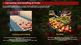 pafp.pdf productions technology for fruits and vegetables | PDF