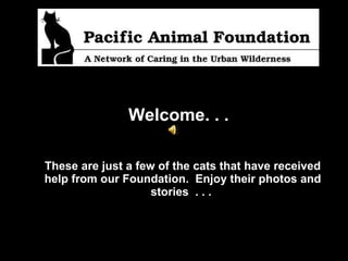 Welcome. . .   These are just a few of the cats that have received help from our Foundation.  Enjoy their photos and stories  . . .   