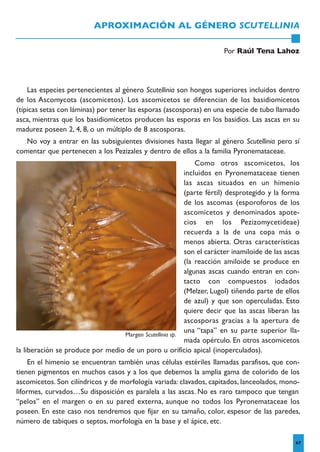 APROXIMACIÓN AL GÉNERO SCUTELLINIA
Por Raúl Tena Lahoz
67
Las especies pertenecientes al género Scutellinia son hongos superiores incluidos dentro
de los Ascomycota (ascomicetos). Los ascomicetos se diferencian de los basidiomicetos
(típicas setas con láminas) por tener las esporas (ascosporas) en una especie de tubo llamado
asca, mientras que los basidiomicetos producen las esporas en los basidios. Las ascas en su
madurez poseen 2, 4, 8, o un múltiplo de 8 ascosporas.
No voy a entrar en las subsiguientes divisiones hasta llegar al género Scutellinia pero sí
comentar que pertenecen a los Pezizales y dentro de ellos a la familia Pyronemataceae.
Como otros ascomicetos, los
incluidos en Pyronemataceae tienen
las ascas situados en un himenio
(parte fértil) desprotegido y la forma
de los ascomas (esporoforos de los
ascomicetos y denominados apote-
cios en los Pezizomycetideae)
recuerda a la de una copa más o
menos abierta. Otras características
son el carácter inamiloide de las ascas
(la reacción amiloide se produce en
algunas ascas cuando entran en con-
tacto con compuestos iodados
(Melzer, Lugol) tiñendo parte de ellos
de azul) y que son operculadas. Esto
quiere decir que las ascas liberan las
ascosporas gracias a la apertura de
una “tapa” en su parte superior lla-
mada opérculo. En otros ascomicetos
la liberación se produce por medio de un poro u orificio apical (inoperculados).
En el himenio se encuentran también unas células estériles llamadas parafisos, que con-
tienen pigmentos en muchos casos y a los que debemos la amplia gama de colorido de los
ascomicetos. Son cilíndricos y de morfología variada: clavados, capitados, lanceolados, mono-
liformes, curvados…Su disposición es paralela a las ascas. No es raro tampoco que tengan
“pelos” en el margen o en su pared externa, aunque no todos los Pyronemataceae los
poseen. En este caso nos tendremos que fijar en su tamaño, color, espesor de las paredes,
número de tabiques o septos, morfología en la base y el ápice, etc.
Margen Scutellinia sp.
 