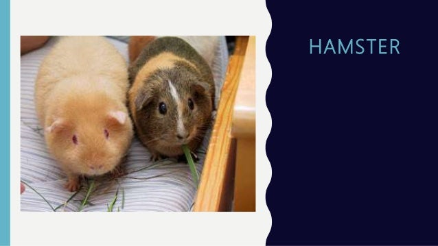 Mga Hayop Na Pwedeng Alagaan At Pagkakitaan Mga Hayop Na Pwedeng Alagaan Sa Bahay - Bahay Kubo Blog
