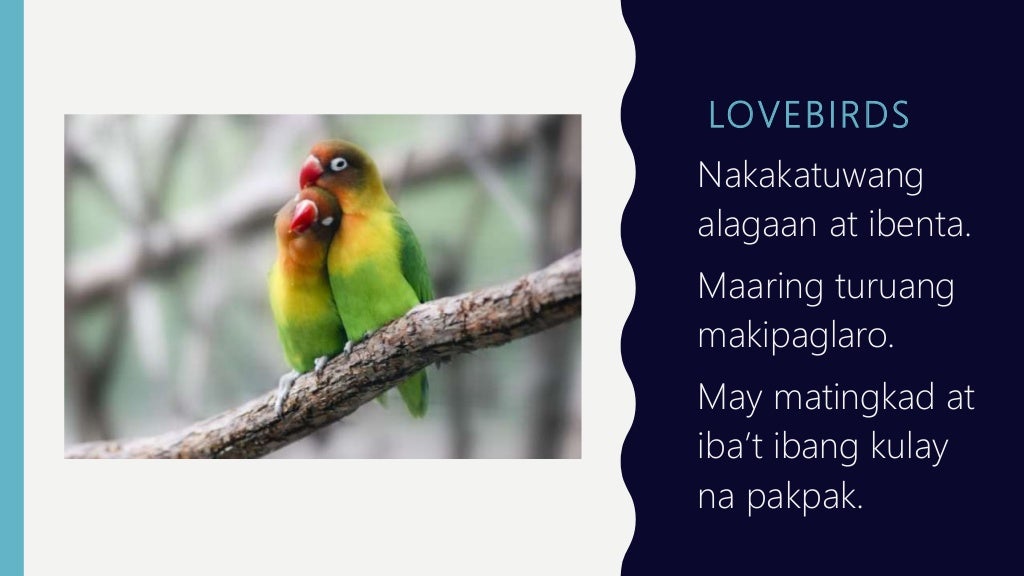 Nag Aalaga Ng Hayop In English Pag-aalaga ng Hayop