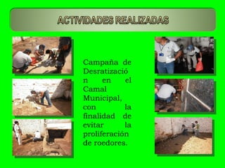Campaña de Desratización en el Camal Municipal, con la finalidad de evitar la proliferación de roedores. 