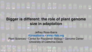 Jeffrey Ross-Ibarra
@jrossibarra • www.rilab.org
Plant Sciences • Center for Population Biology • Genome Center
University of California Davis
Bigger is different: the role of plant genome
size in adaptation
 