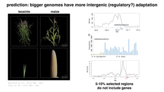 Takuno et al. 2015 Genetics
Low High
common garden
 