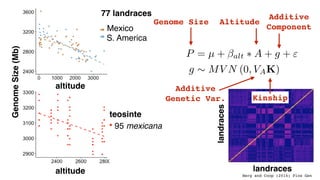 altitude
GenomeSize(Mb) 77 landraces
S. America
Mexico
teosinte
95 mexicana
altitude
P = µ + alt ⇤ A + g + "
g ⇠ MV N (0, ...