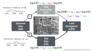 Leaf
Elongation
(LER)
Cell
Size
(CS)
Cell
Production
(CP)
Genome
Size
(GS)
+
-
log(CP) = 0 + GS ⇤ log(GS)
log(LER) = ⌧0 + ...