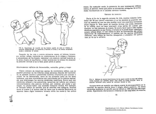 meses. De cualquier modo. la presencia de esos Interesantes reflejos
                                                                                                      indica, al parecer, hasta qué punto se encuentran arraigadas las activi­
                                                                                                      dades locomotrices en el sistema nervioso humano.

                                                                                                                                   RUFlIlJO OH MAll.CH A

                                                                                                         Hacia el fin de la segunda semana de vida, muchos infantes (aIre·
                                                                                                      dedor del 58 por ciento) «caminan» si se los sostiene en posición ver·
                                                                                                      tical de man'era tal que sus pies plledan tocar una superficie horizontal
                                                                                                      plana (figura 9). Esta pauta de marcha incluye lna n/ticia elevación
"
                                                                                                      de la rodilla, pero no hace intervenir otras partes del cuerpo; por
                                                                                                      ejemplo, no hay balanceo de brazos. Se puede hacer que el niño csuba»
                                                                                                      escaleras sostenido en esa forma. e incluso se lo puede hacer ccamlnar»
                                                                                                       puesto cabeza abajo, lo cual Indica la falta de Intervención del relleJo
                                                                                                       laberlntlco do enderezamiento. A medida que los centros corebrales
                                                                                                       maduran. este relleJo de marcha desaparece, y alrededor del quinto
                                                                                                       mes ya no se 10 advierte.




                 FIO. 8.  Rucclonaa da tracción d. 101 brllol cuandu al pone el Inlentl 01'1
                 pOllcldn d.uc¡ulllbr.da. la ,.nd.ncla • IIlxlonlr el brIZo o loa brno. I,proplado¡
                 a:tuda I Inderlur II CUl1po.

                 ne~ptlc!s de los tres o cuatro primeros meses, el InfAnte Intentl
              por ncch~n n:lleJu, tl'nducldn en movimientos du 111 cAbeza y flexiones
              y extensiones de los brazos, mantener una postura vertical clan(o SI!
              lo pone. fuera de equilibrio>, o bien Intenta por la misma vil' alcanzar
              la posición vertical si se lo hace yacer sobre el pecho.


              MovimÍémtos reflejos de locomocló'I, tlatacióu, gateo :1 trepa
                  Cierto número de compl.:Jas pautas de movimiento reOejo, que es
              posiblé provocar en los Infantes pocas semanas después del nacimien­
              to, se parecen mucho a posteriores Intentos voluntarios por avanzar o
              Irl!par. Se ha demostrado, tanto en los animales como en los seres
              humanos, que esos movimientos son controlados por la médula espinal.                           FtO. 9. RelloJo. da maN:ha (movlmlentol dll dar puoa cuando to. pi•• del Infenle
              sin que intervengan los centros cerebrales superiores. Entre esos mo­                          tomln contacto con pald,lIo, baloa). Elto relllllo se puede provoe. r tento en
              vimientos reflejos y las posteriores tentativas del Infante por adoptar                        po.lclón I>orbonlal como, cuando .. manllene vartleal lil nllo.
              voluntariamente una postura vertical, por caminar, por nadar y pOI'
              trepar, no parece haber una conexión temporal directa. Por ejemplo.                            Aunquo antes se suponla que alglmn sUerte de entrenamiento en la
              el llamado reflejo de marcha, que se describe más adeJ~nte, termina                         reaccIón de marcha tendría poco o ninglll1 efecto positivo, los datos
              entre el cuarto y el quInto mes. en tanto que la marcha~oluntarin no                        obtenidos mediante un estudio que so realb.6 en 1953 refutan esa supo­
              a'parece hasta algún momento situado entre los nueve ~y los quince                          sición. EjercItando dlarlamen~e a Infantea en esa resPlleUa de marcha.


    ......'                                               82                                                                                        83

    O
    c.o

                                                                                                                                    Digitalizado por: I.S.C. Hèctor Alberto Turrubiartes Cerino
                                                                                                                                    hturrubiartes@beceneslp.edu.mx
 