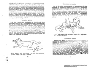 Andre-Thomas y Sr. Dargassies comprobaron que se aceleraba conside·                                         MOvIMIBtnos DH NATACIÓN
           rablemente la marcha -secundaria .. o voluntaria. Otros reflejos que en
           varias maneras se parecen a movimientos voluntarios, de 'los cuales                    Uno de los reflejos más interesantes que se advierten en el bebé
           están separados por el momento de su aparición, pueden relacionarse                 consIste en los movimientos natatorios que ejecuta si se lo mantiene
           con éstos en fonnas que muchos especialistas en desarrollo Infantil no              en agua o por encima de ésta (figura 11). Esos movimientos de nata·
           sospechan ( 1). En un estudio realizado en 1972 con 24 intantes, también            ción han sido filmados por McGraw en infantes de 11 días de edad (6).
           Zelazo y otros comprobaron que la estimlllí:ición diaria del reflejo de             Si se los coloca en el agua, es preciso sostenerles la cabeza, pues no
           marcha durante las nueve primeras semanas de vida llevaba, alrede·                  pueden mantenerla por. sobre el nivel del liquido. Esos movimientos
           dor de la octava semana, a una alta tasa de respuesta a dicha estimu·               son más rítmicos qucl.:el de gateo antes' descrito y habitualmente
           lación y a la aparición más temprana de la marcha sin ayuda. Los                    desaparecen hacia el quinto mes de edad. Los mismos movimientos
           infantes incluidos en dos grupos de control no denotaron conducta de                reflejos de natacl6n han sido observados en varias especies de ma ­
           marcha al mismo tiempo en que la presentaron aquellos que recib{an                  míferos.
           esa -ejercitación del renejo» (19).

                                       EL REFLeJO DE GATEO

               Si lie pone al Infante boca abajo sobre una superficie y se apilen
           presión a la planta de uno y otro pie alternativamente, el bebé respon·
           den1 con una pauta de gateo ejecutada con sus extremidadl:s superiores
           e inferiores (figura 10). Este reflejo se advierte en el nacimiento y ha
           siao provocado en un feto de siete meses de gestación. Por.: 10 común
           desaparece: entre el tercer y el cuarto mes después del nacimiento; hay
           un nUldo Intervalo de tiempo entre su desaparición y la apariciÓn del
           ¡ateo voluntario, que se presenta entre los siete y los m~!!ve meses.
                Algunos cllnlcos han especulado sobre la posibilidad de¡ que el re·
            fleJo de gateo constituya el resIduo lIogenc!llco de una Ic~lón qllc el
                                                                                                                                              ~'-~
                                                                                                                                               ,. ,
                                                                                                                                                   h
                                                                                                                                               't.:.
            p!'lmute Ilecesltuba ej.:cutur para desplu2ul'sc sobre u !st~I~Qgo ,le In                                                         '­
            madre 11. I1n de alcanzar sus mamas.                                                   FIG. 11. Rollelo natatorIo. Ponor al Infllnlo Dn conUClo con .1 dgU' provocI
                                                                                                   On di movlmlentol do nluclón.


                                                                                                                           MOVH.lIENTOS De TRePA

                                                                                                   Además de los reflejos que se parecen Il. los posteriores Intentos vo.
                                                                                                luntarlos por trasladarse sobre un plano horizontal, los recién nacidos
                                                                                                presentan un reflejo similar a la ascen.slón vertical (figura 12). Algunos
                                                                                                observadores, sostenlenclo verticalmente nI Infante, han provocado en
                                                                                                éste un movimiento alternativo de elevaciÓn de brazoS Y reflejo de
                                                                                                prenslón palmar en una palma. En algunos experimentoS lOe ha adver.
                                                                                                tldo que en esas circunstancias hay además movimiento alternativo
                                                                                                de las piernas. Otros estudiosos han sugerido que este reflejo consti.
                                                                                                tuye un residuo d~l movimiento que las cnas de los primates necesitan
                                                                                                ejecutar para alcanzar el pezón de la mndre desde el regazo de tsta.
                                                                                                La mayoría de los observadores sltan habitualmente este reflejo de
                                                                                                trepa hacia fines del prImer ato de vida y comienzos do) selmdo. Al
               FIO. 10. Rafl.lo d6 01160. Aplicer ¡¡rulÓn I In IIlanl .. da· loa plU tuaclta    parecer, estl1 asociado COn la adopción de la mArcha e recta y la. prl·
               una pa .. 1I da oallo ao loa bruoI y 1.. ¡¡Iernll.                .              meras tentatIvas por camlQIlr voluntariamente.

     •
.......

                                                    84                                                                                   85
.­
<:)




                                                                                                                          Digitalizado por: I.S.C. Hèctor Alberto Turrubiartes Cerino
                                                                                                                          hturrubiartes@beceneslp.edu.mx
 
