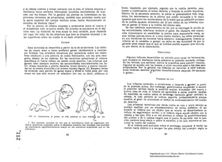 y la cabeza vuelven a tomar contacto con el piso, el infante empieza a                  brazo izquierdo, por ejemplo, seguido por la rodilla derecha, para
          deslizarse hacia adelante efectuando sucesivos movimientos de trac­                     mover a continuaciÓn el brazo derecho y después la rodilla izquierda,
          ción con los brazos. Por lo general las piernas no intervienen en las                   Dentro de la secuencia anterior. la pausa es generalmente más larga
          primeras tentativas de arrastrarse; también esta actividad revela que                   entre los movimientos de la pierna que quedó retrasada y la mano
          la parte superior del cuerpo madura antes, hecho documentado en                         opuesta que entre los movimientos de la mano que se adelantó primero
          eswdios de diversos tipOS.l                                                             de la rodilla opuesta. Alrededor del 20 por ciento de los infantes mue·
              Por lo común, el infante empieza a arrastrarse entre el cuarto y                    ven al gatear el brazo y la rodilla del mismo lado.
          el duodc!cimo mes; el punto medio del proceso se encuentra en el sép·                       Se han realir.ado experimentos en los que se restringía la acciÓn de
          limo mes. La duración de es la etapa es muy variable. pues depende                      las extremidades inferiores durante el gateo. No obstante esa restric·
          dd vigor del niño, de los objetivos que éste se propone alcanzar y de                   ción (consistente en entablillar la pierna para mantenerla recta, en
           las superficies sobre las cuales le es dado arrastrarse.                               atar ambas piernas entre 51, u otro medio Similar), los niños perslstlan
                                                                                                  en sus tentativas de moverse hacia adelante. Análogamente, cuando al
                                                GATeAR
                                                                                                  infante se le «ense/a. a gatear, su éxito en esa actividad es por lo
                                                                                                  general poco mayor que el que se hubiese podIdo e:;perar que obtuvle·
               esta actividad se desarrolla a partir de la de arrastrarse. Los Infan·              ra por efecto de la maduración.
          tes de mayor edad a veces prefieren gatear rápidamente a caminar
          sin firmeza. Las primeras tentativas por sostenerse sobre los miem·                                                     D!:S!.1UHSU
          bros conducen a una postura de codos flexionados, con los pies reco·
          gidos debajo de las caderas. En las tentativas posteriores el infante                      Algunos Infantes desarrollan un método poco usllal de locomocl6n,
          '/1unlfiesta el fuerte reflejo de sostén antes descrito. Los Infantes que               que consiste en deslizarse hacia adelante en po,lclón sl.mtada, ltll7.an.
           galean bien siempre mueven las extremidades contralatc-rales (es de!­                  do los talones, que aprietan contra la superficie para ejercer tracción.
           clr, brazo Izquierdo y pierna derecha, brazo derecho y pleron Izquler·                 Algunos se ayudan con los brazos, y otros rtlcurren s610 11 10$ pies para
           da) en la misma dirección y al mhmo tiempo (figura 13). Empero, antes                  propullarln. Por lo genetal los Infantes no recurren & esto m6todo,
           de alcanzar este patr6n de gateo suave y eñcu el bebó pasa por una                     pues Intentan camlnnrjorglldos Inmetllltllmentc dC5pU<!S tic Iprender
           etapa en qle sólo mueve In miembro por vez, es decir, ndelnntu el                     1 gltenl.             I~'

                                                                                                                                 I'ONIIISII nI! 1'111

                                                                                                       Los Infantes aprenden n IIf1'astl'arse, y dtlspués 1 satear, a r/llrtlr
                                                                                                   de la posición prona. Sin embargo, generalmente em},leuln a asumir
                                                                                                   la posicl6n vertical desde la posición supina. Alrededor del cuarto o
                                                                                                   quinto mes de vida, el Infante ha aprendido a darso vuelta: tendido
                                                                                                   de espaldas, le vuelve sobre el estómago haciendo girar primero la
                                                                                                   cabeza. lo cual permite al cuerpo seguirla, probablemente porque
                                                                                                   aquélla. al girar, ha provocndo el rel1ejo de enderezamiento del cuerpo
                                                                                                   ya descrito.
                                                                                                        Las primeras tentativas por darse vuelta en uno u otrO sentido se
                                                                                                   pueden explicar por un encadenamiento de varios reflejos. Al Ser
                                                                                                   atraído el Infante por un objeto que se mueve, se desencadena un
                                                                                                    reflejo de seguImiento ocular, y el infante sigue I1quel objeto con la
                                                                                 .1                 cabeza y los ojos. Ello a su vez provoca el reflejo de enderezamiento
              FICi. IJ.   Inlclalmento. al oatur, .1 01110 adülanla un aolo mlom~iq por    VOl,
                                                                                ;;"                 del cuerpo o de )¡¡ cabeza (segn que el punto de partida sea la posi.
                                                                               (o ~t ( ,            cl6n yacente boca abajo o sobre la espalda), y de esta mancl'a se con·
              2. Por ejemplo. e$ludlos en los quc el movlmlenlO felal e$ rClIlslrado me·            suma la vuelta del cuerpo.
           dlante detecloru colocados sobre el IIbdomcn materno han revelado una cantidad               SI el Infante está acostado sobre el estómago, empIeza a tender las
           de movimiento $I¡inlflcilllvilmenle nlayor en 10$ miembros superlo'res que en los
                                                                                                    manos hacla objetos y a recoger los pies debajo del ClerpO, según se
    ...    Inferiores .

......
.....                                                88                                                                                    89
N.



                                                                                                                          Digitalizado por: I.S.C. Hèctor Alberto Turrubiartes Cerino
                                                                                                                          hturrubiartes@beceneslp.edu.mx
 