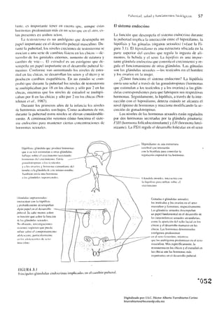 l'ulJcrt,H 1, ,,¡llId Y ¡"un< I,¡nwntos lJiol<>gicos               57

tallte. es illlponallte leller en cuellt;1 que, aunque estas                    El sistema endocrino
IlOnll()naS predolllillall Ill;í:-, ell IIn sexo que ell d <ltm, es­
t;lll presentes en ambos sexos.                                                 La función que desempeña el sislema endocrino durante
      La /cs/os/aollu es un andrógeno que desempeña un                          la pubertad implica la inleracción entre el hipolálamo, la
papel importante en el desarrollo puberal ma:-,culino. Du­                      hipóli~is y las gónada:- (órganos sexuales) (véase la Fi­
rallte la pubertad, los Iliveles crecielltes de teslOsterona se                 gura 3.1). El hij!OIÚlulI/lI es una estructura ubicada en la
asocian a ulla serie de cambios físicos en los chicos -de­                      parte superior del cerebro que regula la ingesta de ali­
sarrollo de los genitales externos, aumento de estatura y                       Illentos. la bebida y el sexo. La 11Í/}()jisi.l' es una impor­
cambio de voz-o El cSlmdin/ es un estrógeno que de­                             tante gl¡índula endocrina que controla el crecimiento y re­
sempeña un papel importante en el desarrollo [1uberal fe­                       gula el funcionamiento de otras glándulas. Las gónadas
mellino. Conforme van aumentando los niveles de estra­                          son las glándulas sexuaks -los testículos en el hombre
diol cn las chicas, se desarrollan los senos y d LÍtero y se                    y los ovarios en la Illujer.
producen cambios esquelét icos. En un estudio se COIll ­                            ¡.Cómo funciona el sistema endocrino? La hipótisis
prohú que durante la pubertad los niveles de testosterona                       envía una señal a través de las gonadotropinas (hormonas
se llIultiplicaban por 1H en los ehicos y sólo por 2 en las                     que estimulan a los testículos y a los ovarios) a las glán­
chicas, mielltras que los niveles de estradiol se multipli­                     dulas correspondientes para que fabriquen sus respectivas
caball por H en las chicas y sólo por 2 en los chicos (Not­                     hormonas. Seguidamente, la hipófisis, a través de la inte­
 tdman ('Iul., 1087).                                                           racción con el hipotálamo, detecta cuándo se alcanza el
      Durante los primeros años de la ilirancia IDs niveles                     nivel óptimo de hormonas y reacciona modificando la se­
 de hormonas sex ua les son bajos. COIllO acabamos de ver,                      creción de gonadotropinas.
 durante la pubertad estos niveles se elevan considerable­                           Los niveles de las hormonas sexuales están regulados
 mente. A continuación veremos cómo funciona el siste­                          por dos hormonas secretadas por la glándula pituitaria:
 ma endocrino para mantener ciertas concentraciones de                          FSII (hormona folículocstilllulallle) y Uf (hormona lutei­
 IIOrlI10naS sexuales.                                                          nizante). La FSH regula el desarrollo folicular en el sexo



                                                                                                     Hirnlúlamo: es una eslruClura
     Ilir"lisi,: glúndllla que: produce hllflllonas                                                  cal!br;d que inleractúa
     que i.I ~lI v~z eslilnulan a olras glünllulas.                                                  con la hi I,ólisis para cOnlmlar la
     1Illl1lye sobre el cre:cilllie:nltl sccrclando                                                  regubcilÍll corror.d de las hOllllllllas.
     htII"lIHHI¡i:-,    dl:[ cn:cillliclllu, 1:IIVí~1
      ~tllI;IlItJlr(lpill'l.'" ;¡       10:-'   1l..:~líClllo:-.
      y;¡   ID" ovariu:-.          y   IUJlIlHJlI~1 c:-.lillllll;lIl1l!   del
     1" ... idc, a la ~I;ílld,,'" de c,lc IlIi,IIH',HlIllhrc.
     "1 ;'lInhil.!ll en' ía lIll~1 h"rI1HH1.¡
     a   1;1   !!1.íll~llIl;l'"   . . upr.IIIl:II;!ll.: ....
                                                                                      ---            l il.ílldllLI liroidcs: ill"-.Taclú;a L"lm
                                                                                                     I;¡   h;p,',r;"" 1""" inll"il sIIllie ,'1




 (jl;ill""las ,uprarrcllalcs: 

                                                                                                    cn.:cilnlL:llIo.




                                                                                                                 Gónadas Ll glánuulas sexuaks:
 Ilucraclúan con la hipMisi, 

                                                                                                                 los leslículos y los ovarios en el sexo
 y I'rohablcmenle ,kselllpeñan 
                                                                                 masculino y femenino. respéctivamenlé.
 algún parcl e:n el dcsalTollo 
                                                                                 Las gl,inuulas sexuales desempeñan
 I'lhnal. Sc sabl! mcnos sohre 

                                                                                                                 un papel fundamelllal en el uesarrollo ue
 ,,, lúnciúll ljue ,I)bre la rune ilÍn 

                                                                                                                 las caracleríslicas sexuales secunuarias,
 tic l." gl;índllla, scxlIalc,. 

                                                                                                                 Cllll10 la apariciún dd vcllo racial e:1I los
 NIIl)h~lal1lc. illvl:sligacj()lc~
                                                                                                                 chicos y el uesarrollo mammio en las
 IcciclllC' sugicren '11e Pllcdc 

                                                                                                                 chicas. Las hormonas dl!i1ominadas
 ]]In"ir whrl! cl ellmpllrlanlÍcnlo 

                                                                                                                 eSlr6genos rreuominan
 .1I¡')k,'C~llIC. paniculanne:nlc 

                                                                                                                 cn cI .'C,X1l kllll!llillll, mil!nlras
 ~Il !():-. ;1l1llk .... cclllc~ de ~C,II
                                                                                                                 '1"C los anJnígl!nos rn:uominan en cl scxo
 1I1ibn:lillu,
                                                                                                                 masculino. rvLis esrecíticamenle. la
                                                                                                                 lesloslerona en los chicos y el esrradiol cn
                                                                                                                 las chicas son las honnLlnas m¡Ís
                                                                                                                 il11pOrlanlCS en el dl!sarrollll puhera!.




  FIGURA 3.1
  Principales ghíndulas endocrinas implicadas en el cambio puberal.




                                                                                       Digitalizado por: I.S.C. Hèctor Alberto Turrubiartes Cerino
                                                                                       hturrubiartes@beceneslp.edu.mx
 