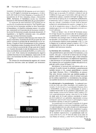 58     Psicologíd del clesJrrollo en 1<1 al!o/e5cenci,1

f"emenino y la produccitÍn de esperma en el sexo mascu­                    Cuando se enfría la habitacióll. eller1110Slato indica al ca­
lino. La LH regula la secreción de estrtígenos y el desa­                  lefactor que se encienda. El crlefaclor calienta el aire de
ITOI!O del óvulo en el sexo femenino y la producci6n de                    b habitación hast<l .juc cllerllloslato capt;! que está sufi­
testosteronu en el sexo masculino (llyde y De Larllater.                   cientelllellle caliente. momento en el que se apaga. Cuan­
2(00). Asimismo, el hipotálamo secreta tilia sustancia                     do el aire de la habitación se va enfriando gradualmente.
llamada GII-RH (hormona liberadora de gonmlotropinas).                     el termostato vuelve a illdicar al calefactor que produzca
     La secreción de estas horlloll:ls est;í regulada por un              mi'> ¡Iire caliente. repitiéndose el ciclo. Esto se dCllomi­
sislema de relroalimelllación llega/ira. Esto signitica que.               na hucle de retroalimentación lIegatíl'o. porque la i'/Cl'(l­
si el nivel de las hormonas sexulIles se eleva demasiado,                  ciáll de la temperatura ({f/aga () de,mctihl el calefactor.
el hipotálamo y la hipólisis estimulan menos a las góna­                   mientras .jue el descellso de la temperatura enciende O ac­
das. reduciendo así la producción de hormonas sexuales.                    li'O el calefactor.
Si el nivel de hormonas sexuales desciende demasiado. el                        Como ya hemos vis10. el nivel de hormonas sexua­
hipotálamo y la hipólisis estimulan más a las gónadas                      les es bajo durante los primeros años de la infancia pero
para que secreten hormonas sexuales.                                       va aumentando conforme se va alcanzando la pubertad.
     La Figura 3.2 muestra cómo funciona este sistema. En                  Si hacemos una analogía entre el sistelll<l de las hon110­
el sexo masculino, la producción de LH por parte de ía hi­                 nas sexuales y el termostato. es como si dmante la inf;tn­
pófisis estimula la producción de testoslerona en los tes­                 cia el termostato hubiera estado graduado a 10" C y, COIl
tículos. Cuando el nivel de testoslerona se eleva demasia­                 la llegada de la pubertad, pasara a estarlo a 25" C. Con
do, el hipotálamo reduce la producción de Gn-RH, lo que                    una graduación tan alta, las gónadas se ven obligadas a
a su vez limita la secreción de LH por parte de la hipóti­                 producir mús hormonas sexuales.
siso Cuando desciende el nivel de testosterona. el hipotá­
 lamo incrementa la secreción de Gn-RH y se vuelve a ini­                  La hormona del crecimiento. Ul hipólisis no sólo se­
ciar el ciclo. Este sistema de retroalimentación negativa                  Cre!,l gonadotropinas que estimulan a los testículos y a los
también funciona en el sexo femenino. implicando en este                   ovarios, sino que, a través de la interacción con el hipo­
caso a las hormonas Gn-RH y LH, los ovarios y los es­                      túlamo, también secreta honnonas 4ue, o bien estimulan
 trógenos.                                                                 directamente el crecimiento y la maduración esquelética,
     El sistema de retroalimentación negativa del sistemn                  o bien favorecen el crecimiento indirectamente, a través
endocrino funciona como un radiador con termostato.                        de la interacción con la glándula tiroides ubicada en la re­
                                                                           gión del cuello (véase la Figura 3.1).
                                                                                Inicialmente la hormona del crecimiento sólo se se­
                                                                           creta por la noche durante la pubertad y posteriormente
                                                                           también durante el día. aunque generalmente a niveles
                                         Hipotálamo                        muy bajos (Susman. Dorn y Schiefelbein, en prensa).
                                                                           Hay otros factores endocrinos que también pueden re­
                                                                           percutir sobre el crecimiento. como el cortisol, secretado
                                                                           por la corteza suprarrenal. La testosterona y los estróge­
                                                                           nos también favorecen el crecimiento durante la pubertad.

                                                                           La adrenan¡uía y la g()nad~lrquía. Ul puhertnd cons­
                                                                           ta de dos rases que esttín vinculada a los camhios hor­
                                                                           1lIllllaks: la ,u In':II;1I fuÍ;t y la gOlladanlllía (StlSlIlall, Dorn
                                                                           y Schierelbeill. en prellsn). La adrcnnrqufa se asocia a
                                                j
                                                LIt'.
                                                FSlI"
                                                                           cambios hormonales en las glúlldulas suprarrenales. que
                                                                           cSl(¡n sillwdas encillla dc los riñones. Eslos c:lIllhios OCll­
                                                                           rn:n sor¡nemlcntclllcllle pronto. cnlre los () y los 9 allos
                                          Gónadas                          de edad, antes de lo que solemos considerar el princi­
                                                                           pio de la pubertad. Las gJ¡índlllas suprarrenales secretan
                                                                           andrógenos suprarrenales durante la <l(lrenarquía y sigucn
                                                                           haciéndolo durante el resto de la pubertad.
                                                j                                 La gOllodarquía es en lo que la mayoría de la gente


           L         .
                         :

                         ,~   .¡
                                     Al1thi.igl:ttoií
                                   _ tstt6geítos
                                     •      •       ,   !
                                                            ,
                                                            ~.
                                                                 '.
                                                                 

                                                                 .~.
                                                                      '.
                                                                           suele pensar cuando se menciona la pubertad y suele ocu­
                                                                           rrir aproximadamente dos años después de la adrenarquía
                                                                           (Archibald. Graber y Brooks-Gunn. en prensa). La gona­
                                                                           darquía consiste en la maduración sex.ual y el desarrollo
                                                                           de la madurez reproductora. La gonadarquía suele ini­
FIGURA 3.2                                                                 ciarse entre los 9 y los 1() alíos de edad. en las niiias de
El sistema de retroalimentación de las hormonas sexuales.                   r:t7.H blanca no latinas. y entre los R y los 9 aíios en (as

                                                                                                                                            ~053



                                                                                 Digitalizado por: I.S.C. Hèctor Alberto Turrubiartes Cerino
                                                                                 hturrubiartes@beceneslp.edu.mx
 