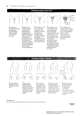 62        I'sicologí;1 del deS;1rrol!() l'll 1;1 ,1I{o{¡>,,((,!](i,1


                                                      , "bESAIUt6LUJ.SE"tiAL MÁStlJtt~tl . . ... '                                        ,: .
          •                                       >                         "*   ~    .~       ",,-    l.   _                  ~I    ~.   ~   ~.                   •               ~,




          I~         /                                                                                                                                                      Pene

                                                                                                                                                                         Escroto
                                                                                                                                                                   ./




     1.
              7: 
                  2.                           3.                                   4.                                      5.
                                                                                                                                                                         Tcstículns




     Sin vello púbico,              Apurece un poco              El vello púbico es más               El vello púhicll es tan                 El vello ptÍhico se ha
     LllS testículos, el escroto    de ve 110 lino. lurgo        oscuro, más ruerte                   oscuro. fuerte y ri7.ado                eXlendido ha~ta los muslos
     y el pene tienen               y de color daro              y más rizado. Se ha                  corno el de cualquier                   y ticne la mi:>mu apariencia
     aproximadamente                mayoritariamente             extendido y cubre una                adulto. Sin emburgo,                    que en un hombre adlllto.
     el mismo tamaño                en la base del pene.         área algo mayor.                     la área que cubre no es tan             El pene. el escroto
     y forma que lus                Puede ser liso o un poco     El pene ha crecido                   exlensu como en el caso                 '! los testículos 5011
     de un niño,                    rizado, Los testículos       sobre todo en longitud.              de los adultos: no llega                como los de un adulto,
                                    y el escroto han             Los testículos                       hasta los muslos. El pene               tanto en fonn3 como
                                    aumentado de tamaño          y el escroto han crecido             sebu alargado '!                        en laínaño.
                                    y la aiel del escroto        y han descendido Illás               ensanchado. El glande
                                    ha cllmbimlo. El escrotll.   que en la fase anterinr.             (la cabeza del pene)
                                    el saco que contiene los                                          h:t aumentado de tamaño.
                                    testículos. ha descendido                                         El escroto se ha oscurecido
                                    un poco. El pene                                                  y ha aumentado de tamaño
                                    ha crecidoligeramenle.                                            porque los testícllllJ~
                                                                                                      hmt crecido.




     1.                              2.                                3.                                   4.                                    5.
     El pezón sobresale              La fase de brote.                 Tanlo la aureola                     La aureola y el pez.tín               Elapa l1ladura propia
     levemente. El reSlo             El pezón sobresale                como el seno en su                   fonttan un pequeiiu                   de unn mujer adulta.
     del seno esuí todav ía          más que en la etalnt              conjunto han crecido                 montículo que sobres.tle              Los senos estún
     plano.                          anterior. El seno rwre<:e         en relac;ún a la fase                con respecto ,ti reslIl               c(lI1'pletllfllcllte
                                     un pequeño montículo.             anterior. La aureola                 del seno. (Nota: algunas              desarr(lII'l<los.
                                     y la aureola ha crecido           I<xlavía no sobresale                Ilirias se saltan esta cl;lpa.        SlÍlo ~()hrcs:tle cll'czólt.
                                     con respecto :t la   fa~e         con respecto al resto                pasandu dírec1nmentc                  L;I aureola ya 110 sohresale
                                     anlerior.                         del ~eno.                            de la   r   a l:l 5:).                con respecto al resto
                                                                                                                                                  del seno.




FIGURA 3.5
Las cinco f"ses pubel'alcs del desarrollo sexual femenino y nl:1sculino.




                                                                                                Digitalizado por: I.S.C. Hèctor Alberto Turrubiartes Cerino
                                                                                                hturrubiartes@beceneslp.edu.mx
 