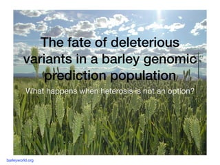 The fate of deleterious
variants in a barley genomic
prediction population
What happens when heterosis is not an option?
barleyworld.org
 